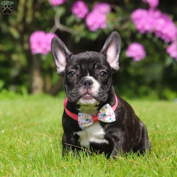 Melody, French Bulldog Puppy